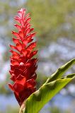 Tahiti janv 09 089